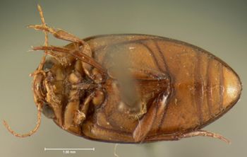 Media type: image;   Entomology 6014 Aspect: habitus ventral view